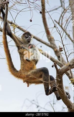 Monkeys d'araignée d'Amérique centrale (Ateles geoffroyi) - mère et bébé. Parc National De Santa Rosa, Guanacaste, Costa Rica. Mai 2017. Banque D'Images