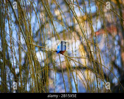 Ulm, Allemagne: Un oiseau de kingfisher dans le quartier des pêcheurs (Fischerviertel) Banque D'Images