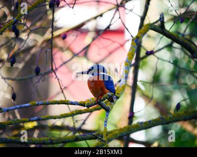 Ulm, Allemagne: Un oiseau de kingfisher dans le quartier des pêcheurs (Fischerviertel) Banque D'Images