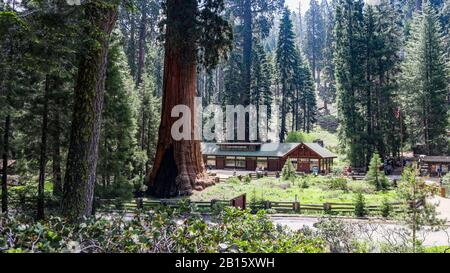 Musée De La Forêt Géante, Parc National De Sequoia Banque D'Images