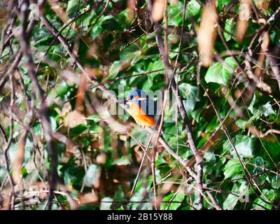 Ulm, Allemagne: Un oiseau de kingfisher dans le quartier des pêcheurs (Fischerviertel) Banque D'Images