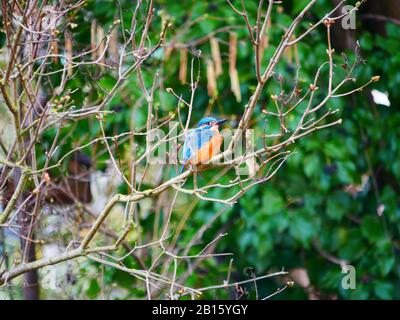 Ulm, Allemagne: Un oiseau de kingfisher dans le quartier des pêcheurs (Fischerviertel) Banque D'Images