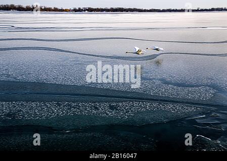 Des cygnes survolant le lac en hiver Banque D'Images