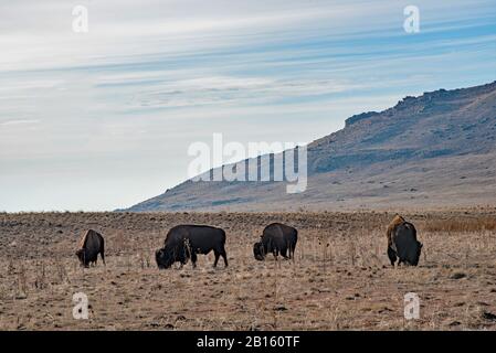 Américain Bison pacage sur Antelope Island, Utah, États-Unis. C'est une rebrouge elle. La plupart des bisons sont élevés avec du bétail domestique appelé beefalo. Banque D'Images