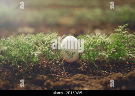 L'oeuf blanc se trouve dans le jeune aneth vert frais qui pousse dans le jardin. Concept de nourriture biologique. Gros plan. Banque D'Images