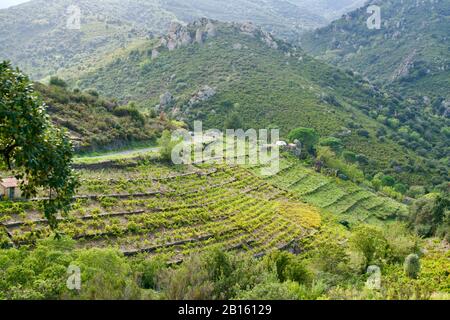 Montagnes grées avec raisins à vin Banque D'Images