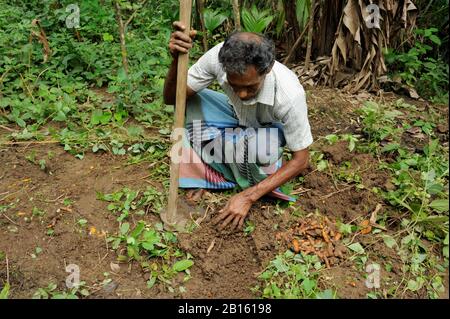 Sri Lanka, province d'Uva, district de Badalkumra, récolte agricole turmerique Banque D'Images