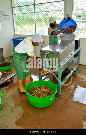 Sri Lanka, Monaragala, usine d'épices, lavage au gingembre Banque D'Images