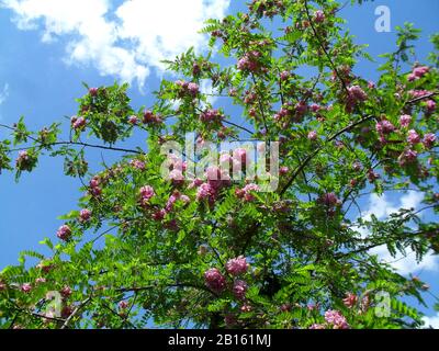 Arbre de localisation à robe violette en fleurs. Banque D'Images