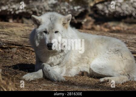 Loup arctique (Canis lupus arctos) se posant dans les bois au début du printemps Banque D'Images