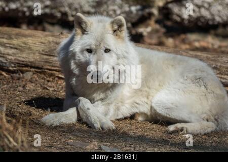 Loup arctique (Canis lupus arctos) se posant dans les bois au début du printemps Banque D'Images