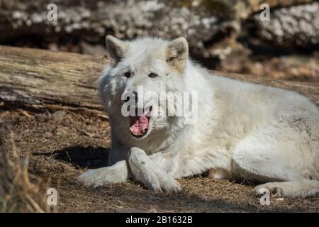 Loup arctique (Canis lupus arctos) se posant dans les bois au début du printemps Banque D'Images