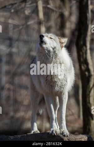 Loup arctique (Canis lupus arctos) debout sur le rocher dans les bois au début du printemps Banque D'Images