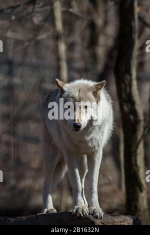 Loup arctique (Canis lupus arctos) debout sur le rocher dans les bois au début du printemps Banque D'Images