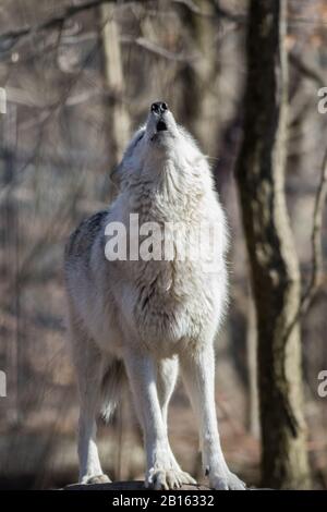 Loup arctique (Canis lupus arctos) debout sur le rocher dans les bois au début du printemps Banque D'Images