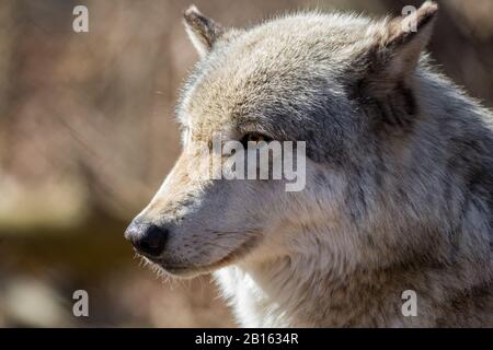 Le loup arctique (Canis lupus arctos) se ferme dans les bois au début du printemps Banque D'Images