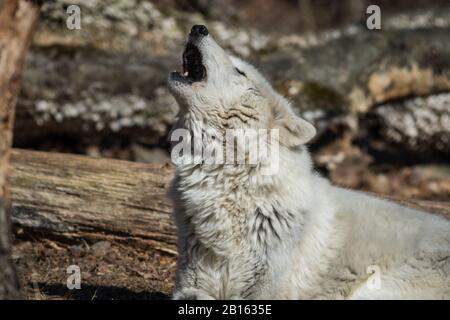 Le loup arctique (Canis lupus arctos) se ferme dans les bois au début du printemps Banque D'Images