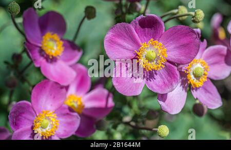 Fleur d'anémone pourpre Anemone hupehensis) plantes en fleur. Plante de jardin rose dans la famille des Ranunculaceae. Gros plan sur les fleurs d'anémones japonaises Banque D'Images