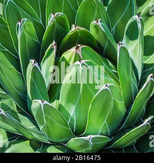 Agave Victoriae Reginae (reine Victoria agave). Gros plan sur les feuilles variégées. Beau petit agave du nord du Mexique. Banque D'Images