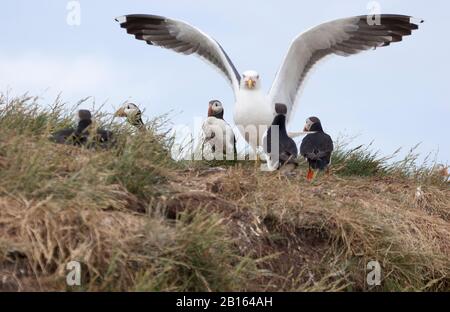 Atlantic Puffin, Fratercula arctica, groupe menacé par Lesser Black-Backed Gull, Larus fuscus. Pris Juillet. Îles Farne, Northumberland, Royaume-Uni. Banque D'Images