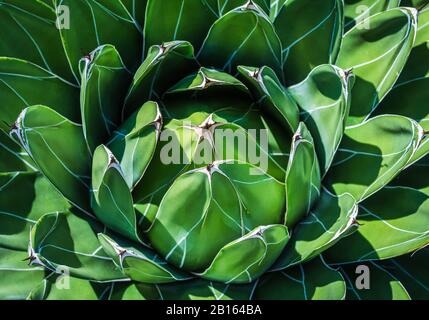 Agave Victoriae Reginae (reine Victoria agave). Gros plan sur les feuilles variégées. Beau petit agave du nord du Mexique. Banque D'Images