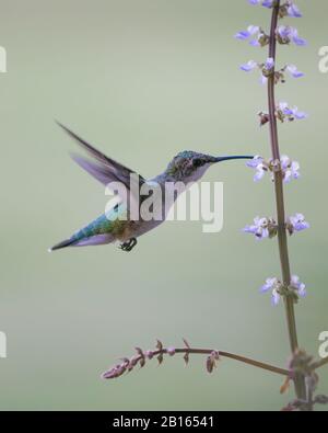 Une femelle adulte ruby rouge à gorge D'Oiseau D'Humeur buvant du nectar de fleur Banque D'Images