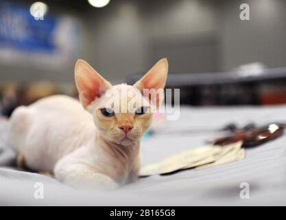 Chat de Sphynx au spectacle de chat à Moscou. Banque D'Images