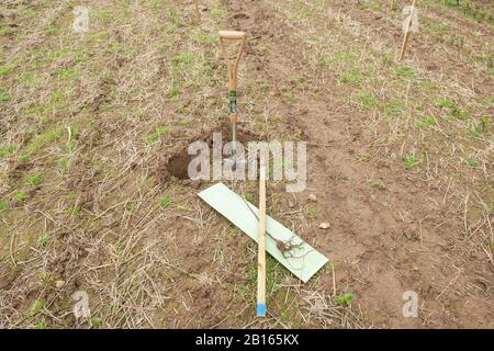 Plantation D'Arbres, Vallée De Mourier, Saint-Jean, Jersey, Îles Anglo-Normandes. Banque D'Images