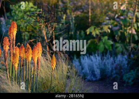 Aube,lever du soleil,programme de plantation mixte,été,combinaison,mixte,vivace tendre,frontière vivace,RM Floral,jardin,jardins,lits,frontière,frontières,mélange,Kniphof Banque D'Images