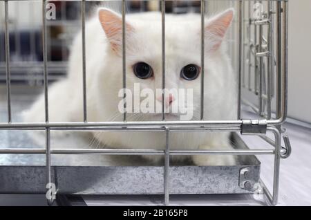 Chat Angora turc à voir à Moscou. Banque D'Images