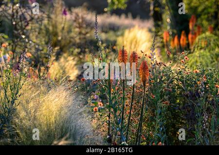 Aube,lever du soleil,programme de plantation mixte,été,combinaison,mixte,vivace tendre,frontière vivace,RM Floral,jardin,jardins,lits,frontière,frontières,mélange,Kniphof Banque D'Images