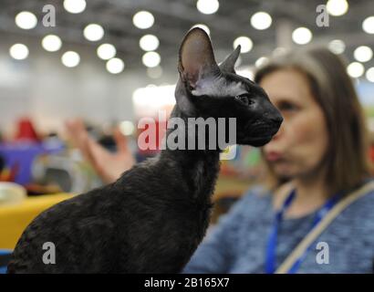 Cornish Rex au spectacle de chat à Moscou.Cornish Rex au spectacle de chat à Moscou. Banque D'Images