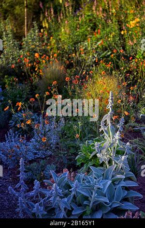 Stachys byzantina,linaria purpurea oeuf poché,Salvia sclarea,eryngium guatemalense,tagetes cinnabar,alstroemeria,Calendula Zeolights,fleurs,flowerin Banque D'Images