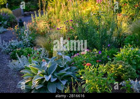 Stachys byzantina,linaria purpurea oeuf poché,Salvia sclarea,eryngium guatemalense,tagetes cinnabar,alstroemeria,Calendula Zeolights,fleurs,flowerin Banque D'Images