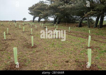 Plantation D'Arbres, Vallée De Mourier, Saint-Jean, Jersey, Îles Anglo-Normandes. Banque D'Images