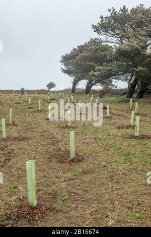 Plantation D'Arbres, Vallée De Mourier, Saint-Jean, Jersey, Îles Anglo-Normandes. Banque D'Images