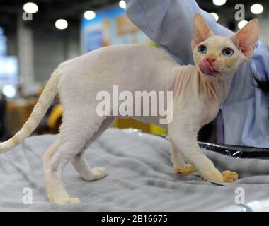 Chat de Sphynx au spectacle de chat à Moscou. Banque D'Images