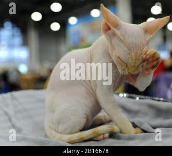 Chat de Sphynx au spectacle de chat à Moscou. Banque D'Images