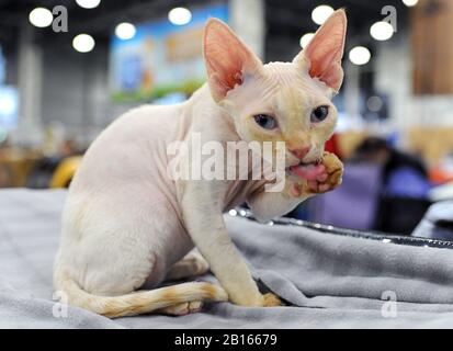 Chat de Sphynx au spectacle de chat à Moscou. Banque D'Images