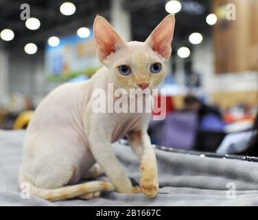 Chat de Sphynx au spectacle de chat à Moscou. Banque D'Images