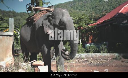 Sanctuaire D'Éléphants Immense Animal Avec Mahout Seat. Thaïlande, Province De Chiang Mai. Gigantesque Mammal À La Concession De La Jungle Asiatique. Projet Éco-Tourisme Ethnique. Banque D'Images