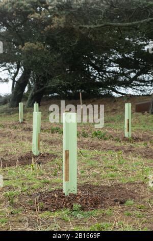 Plantation D'Arbres, Vallée De Mourier, Saint-Jean, Jersey, Îles Anglo-Normandes. Banque D'Images