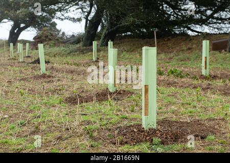 Plantation D'Arbres, Vallée De Mourier, Saint-Jean, Jersey, Îles Anglo-Normandes. Banque D'Images