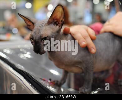 Chat de Sphynx au spectacle de chat à Moscou. Banque D'Images