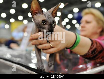 Chat de Sphynx au spectacle de chat à Moscou. Banque D'Images