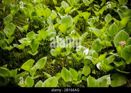 Feuilles de Calla .Calla palustris dans l'habitat naturel. Banque D'Images