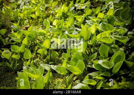 Feuilles de Calla .Calla palustris dans l'habitat naturel. Banque D'Images