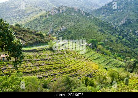 Montagnes grées avec raisins à vin Banque D'Images