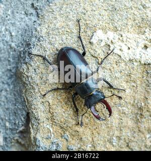 Le coléoptère du cerf (Lucanus Cervus) se tient sur le mur de pierre Banque D'Images