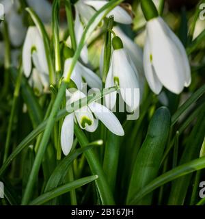 Chutes de neige naturalisées (Galanthus nivalis) de près. Banque D'Images